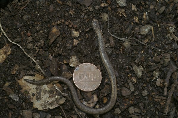 Quels sont les avantages et les inconvénients du tourisme croisière par rapport aux autres formes de tourisme ?